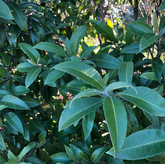 Using Lemon Myrtle Oil as flavouring can be tricky