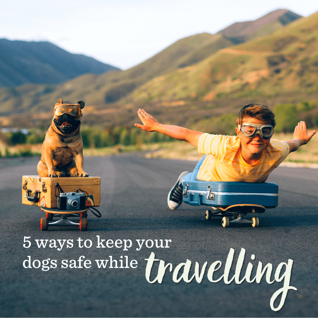 5 ways to keep your dogs safe while travelling