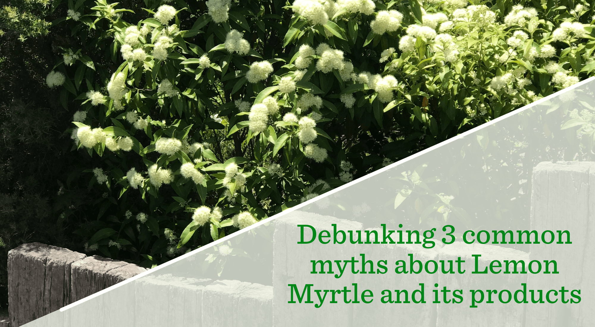 Debunking-common-myths-about-Lemon-Myrtle