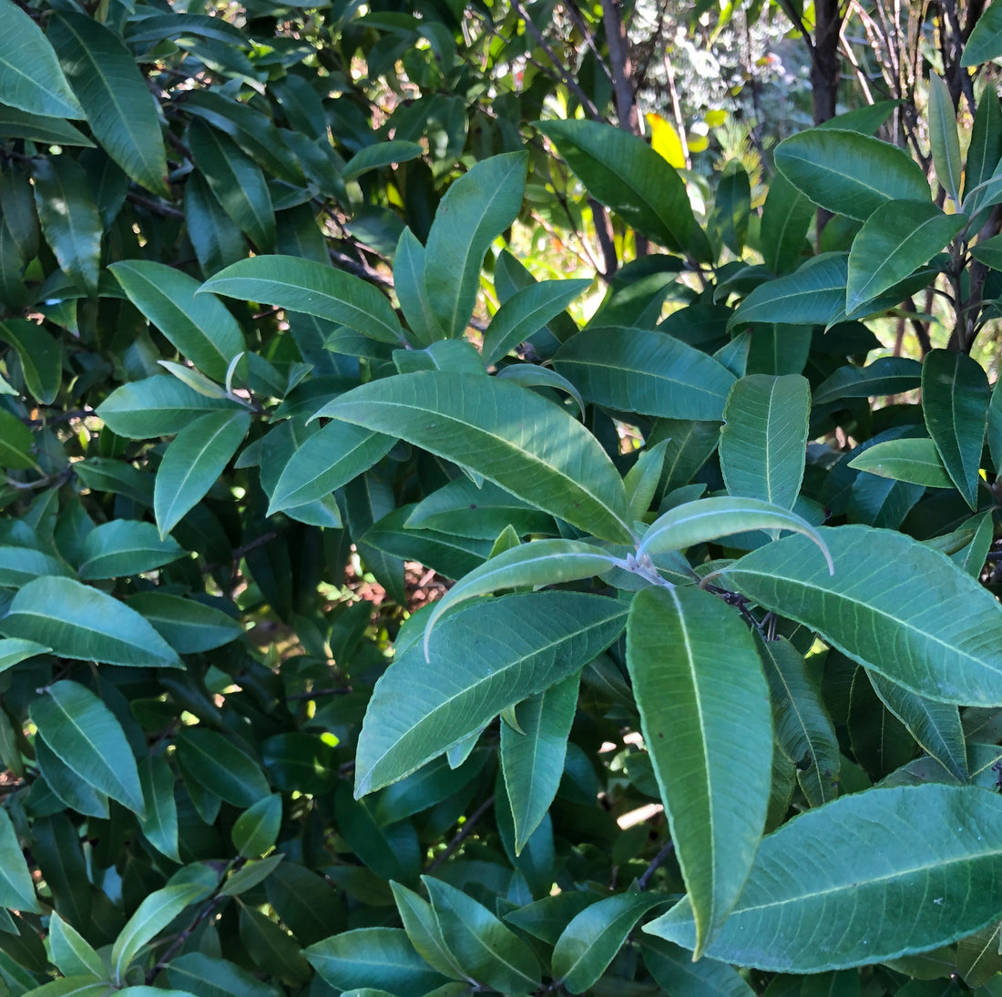 Using Lemon Myrtle Oil as flavouring can be tricky