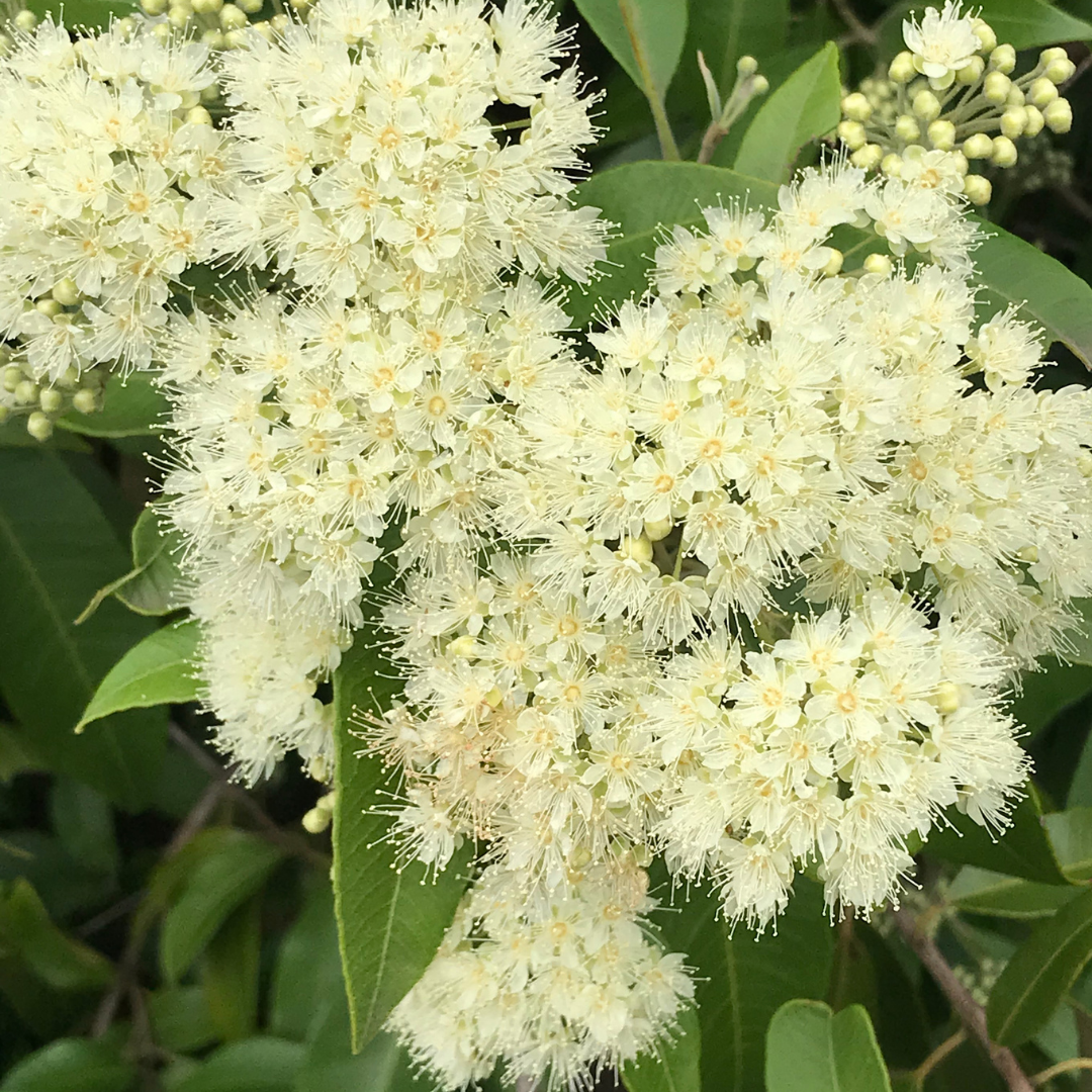 What is the difference between Lemon Myrtle and Lemon Verbena?