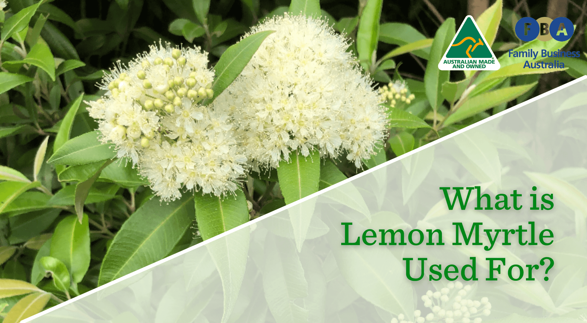What is Lemon Myrtle Used For? Lemon Myrtle Fragrance