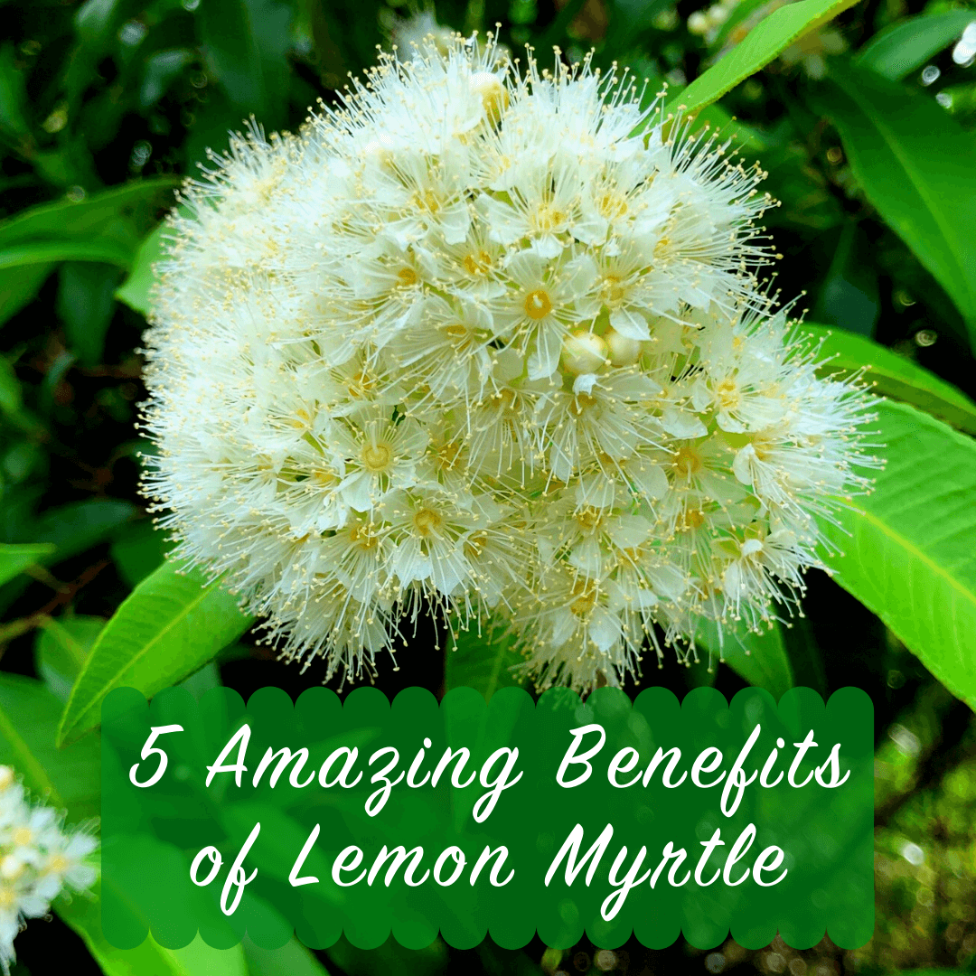5 amazing benefits of Lemon Myrtle